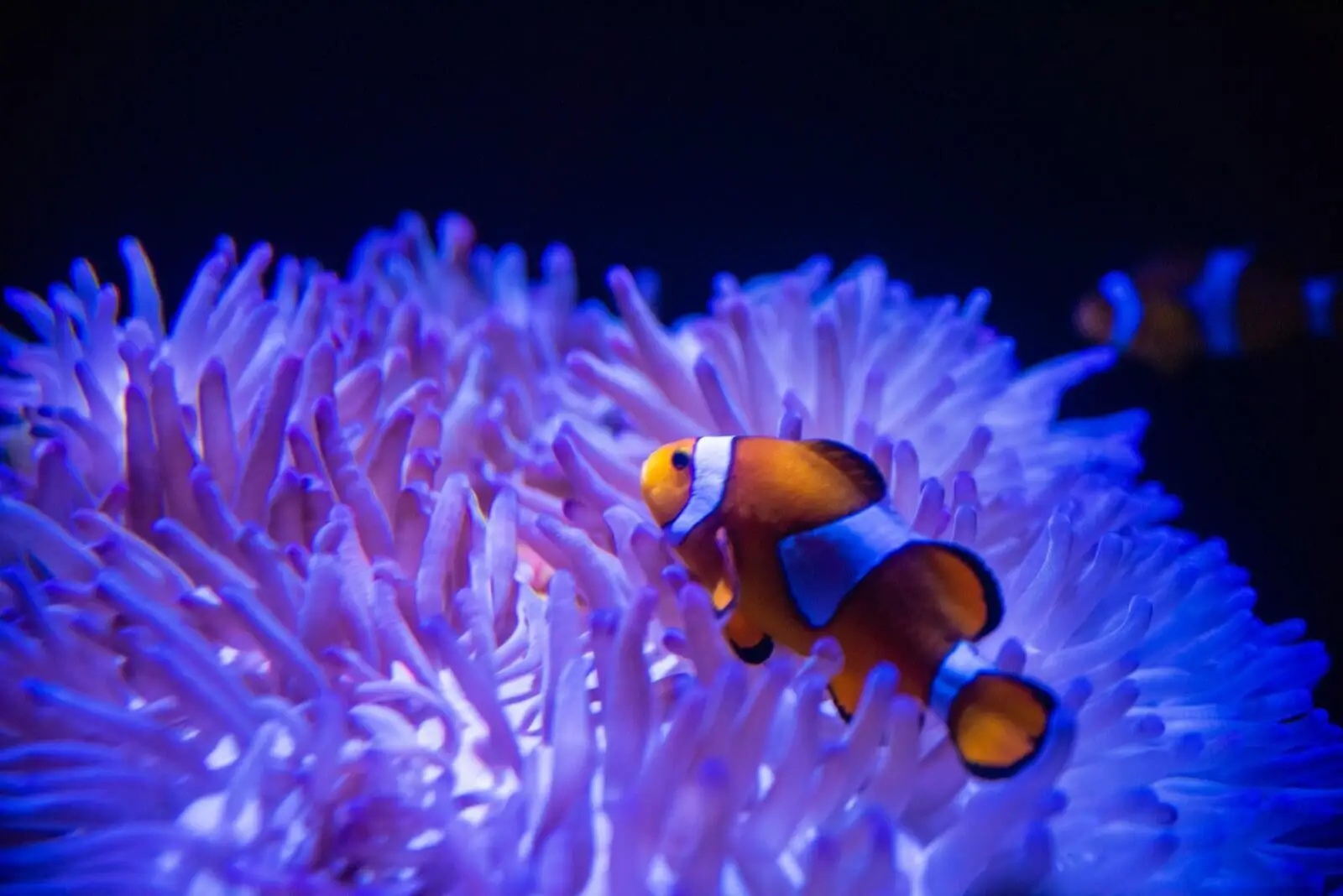 Sea Life Mooloolaba Sunshine Coast